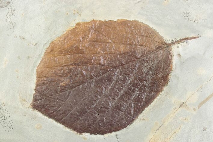 Paleocene Fossil Leaf (Nyssa) - Montana #378419